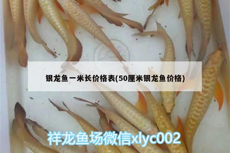 銀龍魚一米長價格表(50厘米銀龍魚價格) 銀龍魚一米長價格表(50厘米銀龍魚價格) 銀龍魚百科 第3張