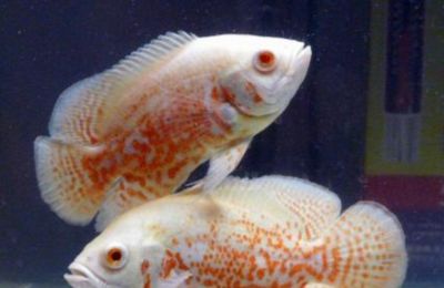 黃金貓魚和什么魚混養(yǎng)最好看圖片欣賞(黃金貓魚和什么魚混養(yǎng)最好看圖片欣賞大全) 黃金貓魚和什么魚混養(yǎng)最好看圖片欣賞(黃金貓魚和什么魚混養(yǎng)最好看圖片欣賞大全) 黃金貓魚百科 第3張