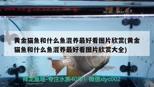 黃金貓魚和什么魚混養(yǎng)最好看圖片欣賞(黃金貓魚和什么魚混養(yǎng)最好看圖片欣賞大全) 黃金貓魚和什么魚混養(yǎng)最好看圖片欣賞(黃金貓魚和什么魚混養(yǎng)最好看圖片欣賞大全) 黃金貓魚百科 第2張