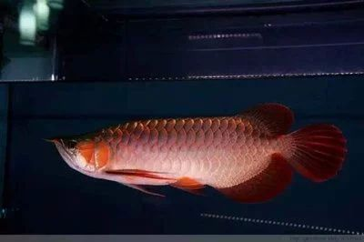龍魚吃什么容易胖vs祥龍魚場：祥龍魚場龍魚飼料配方
