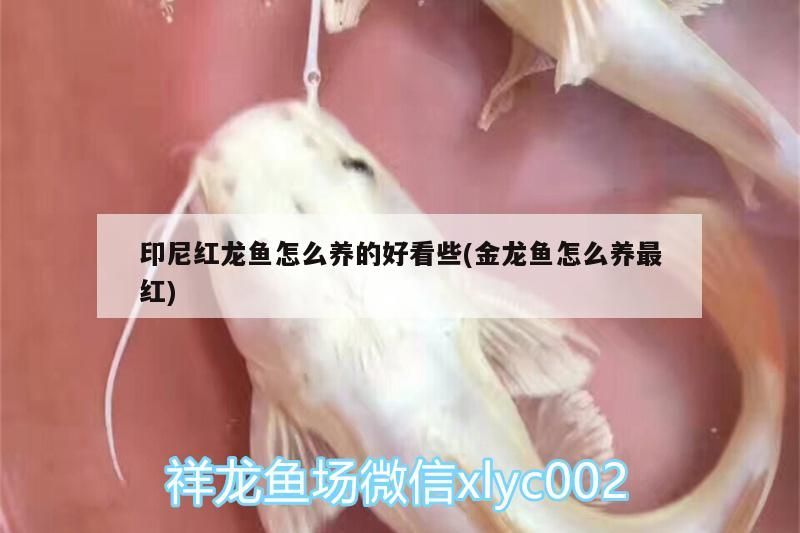 印尼紅龍魚怎么養的好看些(金龍魚怎么養最紅)