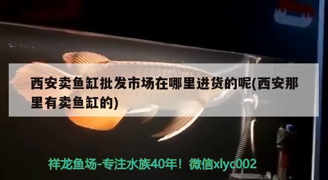 西安龍魚vs西安水族批發市場vs西安水族館vs西安魚缸批發市場vs祥龍魚場：西安水族批發市場地址祥龍魚場魚類品種介紹