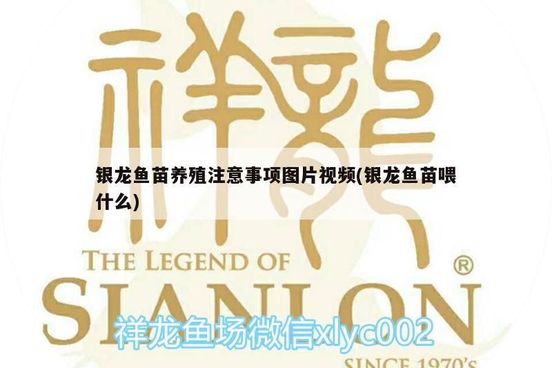 銀龍魚苗養(yǎng)殖注意事項圖片視頻(銀龍魚苗喂什么) 銀龍魚苗養(yǎng)殖注意事項圖片視頻(銀龍魚苗喂什么) 銀龍魚百科 第3張