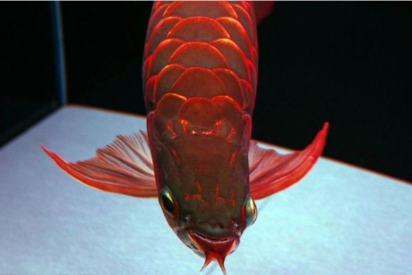 龍魚缸溫度多少要停食了vs祥龍魚場：祥龍魚場評(píng)價(jià)如何，龍魚停食期管理要點(diǎn)
