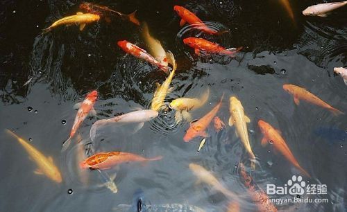 龍虎缸怎么搭配，打造和諧共生的水族世界，龍虎缸搭配指南，打造和諧共生的水族世界
