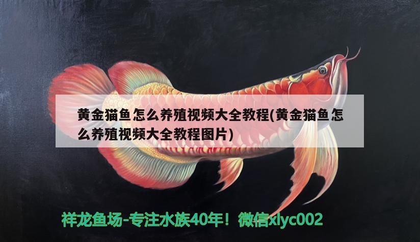黃金貓魚怎么養殖視頻大全教程(黃金貓魚怎么養殖視頻大全教程圖片)
