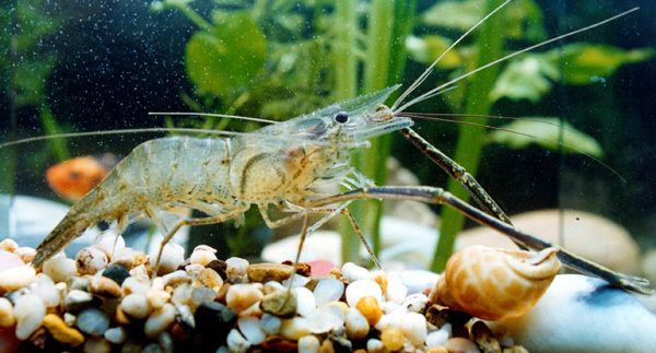 粉色的金龍魚是什么魚（我沒看過粉色的小金魚） 粉色的金龍魚是什么魚（我沒看過粉色的小金魚） 虎魚百科 第2張
