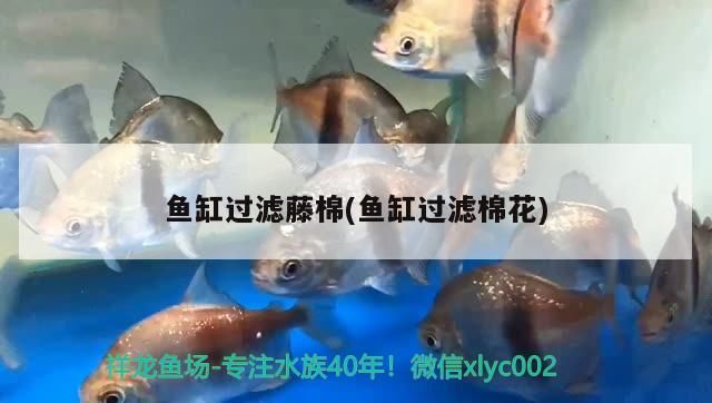 魚缸過濾藤棉(魚缸過濾棉花)