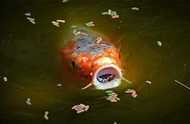 景德鎮陶瓷循環水魚缸批發價格（景德鎮陶瓷循環水魚缸批發價格表） 景德鎮陶瓷循環水魚缸批發價格（景德鎮陶瓷循環水魚缸批發價格表） 錦鯉魚百科 第2張