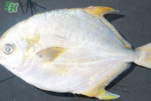 最大的雷龍魚有多大了：探秘雷龍魚之最，水下巨獸的尺寸之謎