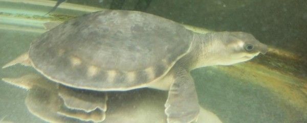 豬鼻龜腐皮可以用紅霉素軟膏嗎：烏龜腐皮可以用紅霉素軟膏嗎