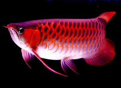 紅龍魚養(yǎng)殖成本分析：紅龍魚養(yǎng)殖的主要成本、飼料成本、飼料成本、養(yǎng)殖風(fēng)險(xiǎn)