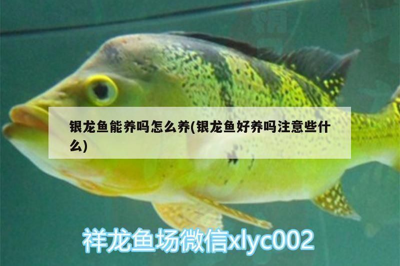 銀龍魚能養嗎怎么養(銀龍魚好養嗎注意些什么)