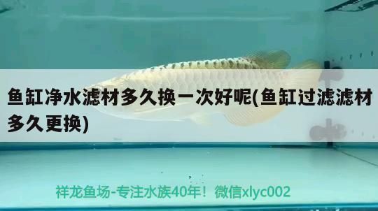 魚缸凈水濾材多久換一次好呢(魚缸過濾濾材多久更換)