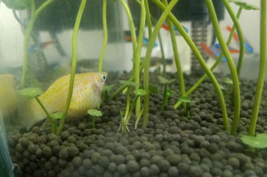 銀龍魚孵化(金龍魚孵化) 銀龍魚百科 第2張 銀龍魚孵化(金龍魚孵化) 銀龍魚孵化(金龍魚孵化) 銀龍魚百科 第2張