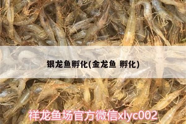 銀龍魚孵化(金龍魚孵化) 銀龍魚百科 第3張 銀龍魚孵化(金龍魚孵化) 銀龍魚孵化(金龍魚孵化) 銀龍魚百科 第3張