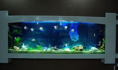 金龍魚有寄生蟲怎么治(金龍魚吃的蟲子)