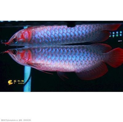 大湖紅龍魚(yú)特點(diǎn):青龍紅龍澳龍的區(qū)別