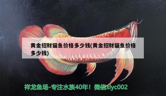 六安龍魚vs六安水族批發市場vs六安水族館vs六安魚缸批發市場vs祥龍魚場：六安龍魚、六安水族批發市場、六安魚缸批發市場信息 六安龍魚vs六安水族批發市場vs六安水族館vs六安魚缸批發市場vs祥龍魚場：六安龍魚、六安水族批發市場、六安魚缸批發市場信息 祥龍魚場各市分站 第3張