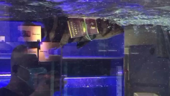 六安龍魚vs六安水族批發市場vs六安水族館vs六安魚缸批發市場vs祥龍魚場：六安龍魚、六安水族批發市場、六安魚缸批發市場信息 六安龍魚vs六安水族批發市場vs六安水族館vs六安魚缸批發市場vs祥龍魚場：六安龍魚、六安水族批發市場、六安魚缸批發市場信息 祥龍魚場各市分站 第4張