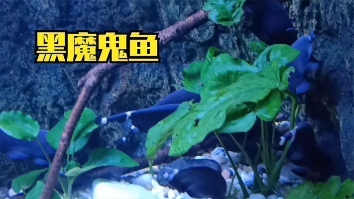 六安龍魚vs六安水族批發市場vs六安水族館vs六安魚缸批發市場vs祥龍魚場：六安龍魚、六安水族批發市場、六安魚缸批發市場信息 六安龍魚vs六安水族批發市場vs六安水族館vs六安魚缸批發市場vs祥龍魚場：六安龍魚、六安水族批發市場、六安魚缸批發市場信息 祥龍魚場各市分站 第6張