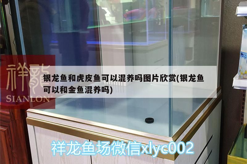 銀龍魚和虎皮魚可以混養嗎圖片欣賞(銀龍魚可以和金魚混養嗎) 銀龍魚和虎皮魚可以混養嗎圖片欣賞(銀龍魚可以和金魚混養嗎) 銀龍魚百科 第3張