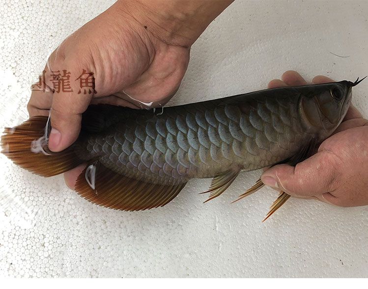 頂級(jí)印尼純血紅龍魚完美體型七鰭超大印尼漁場(chǎng)實(shí)拍 頂級(jí)印尼純血紅龍魚完美體型七鰭超大印尼漁場(chǎng)實(shí)拍 紅龍魚百科 第3張