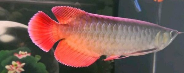 紅龍魚的視頻大全圖片高清（為什么紅龍魚的價格會有很大的差異，是什么因素影響了它們的市場價值？）