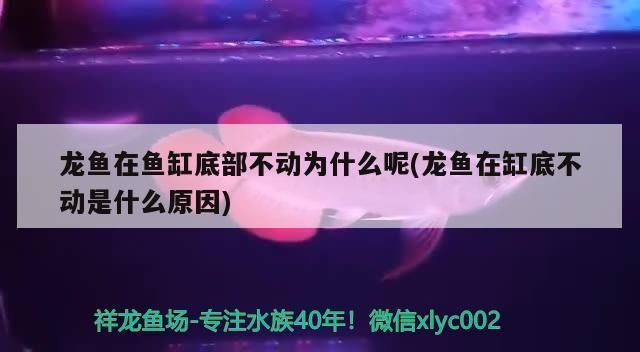 金龍魚在魚缸底下趴著不動是為什么vs祥龍魚場：金龍魚在魚缸底下趴著不動的原因