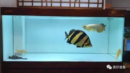 虎魚顏色變白了還能活嗎：虎魚的顏色變白了還能活嗎 虎魚顏色變白了還能活嗎：虎魚的顏色變白了還能活嗎 虎魚百科 第1張