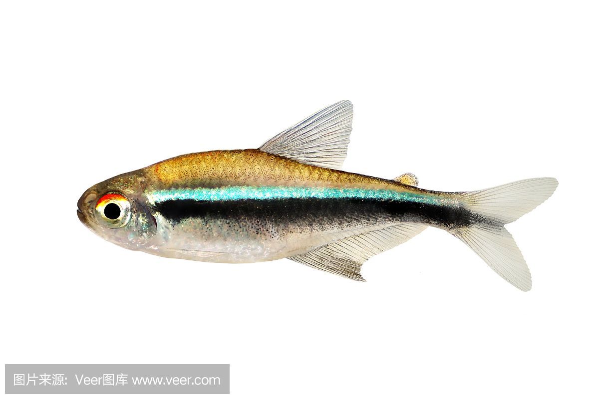 虎魚顏色變白了還能活嗎：虎魚的顏色變白了還能活嗎 虎魚顏色變白了還能活嗎：虎魚的顏色變白了還能活嗎 虎魚百科 第3張