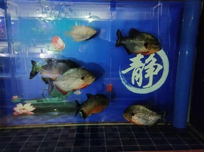 虎魚(yú)混養(yǎng)密度控制技巧，虎魚(yú)混養(yǎng)密度控制技巧虎魚(yú)混養(yǎng)密度控制技巧 虎魚(yú)混養(yǎng)密度控制技巧，虎魚(yú)混養(yǎng)密度控制技巧虎魚(yú)混養(yǎng)密度控制技巧 虎魚(yú)百科 第5張