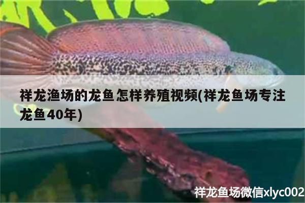 祥龍漁場的龍魚怎樣養殖視頻(祥龍魚場專注龍魚40年)
