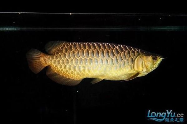 過背金龍魚可以吃嗎有毒嗎會死嗎：關(guān)于過背金龍魚是否可以吃以及是否有毒的問題