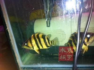 泰國虎和印尼虎誰厲害：探討泰國虎和印尼虎是否厲害 泰國虎和印尼虎誰厲害：探討泰國虎和印尼虎是否厲害 虎魚百科 第1張