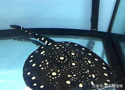 魟魚(yú)最多可以幾天不喂食嗎：魟魚(yú)最多可以幾天不喂食