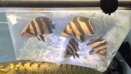 印尼三紋虎混養伴侶魚推薦,印尼三紋虎與龍魚混養案例,印尼三紋虎混養疾病預防 虎魚百科 第4張 印尼三紋虎混養伴侶魚推薦,印尼三紋虎與龍魚混養案例,印尼三紋虎混養疾病預防 印尼三紋虎混養伴侶魚推薦,印尼三紋虎與龍魚混養案例,印尼三紋虎混養疾病預防 虎魚百科 第4張