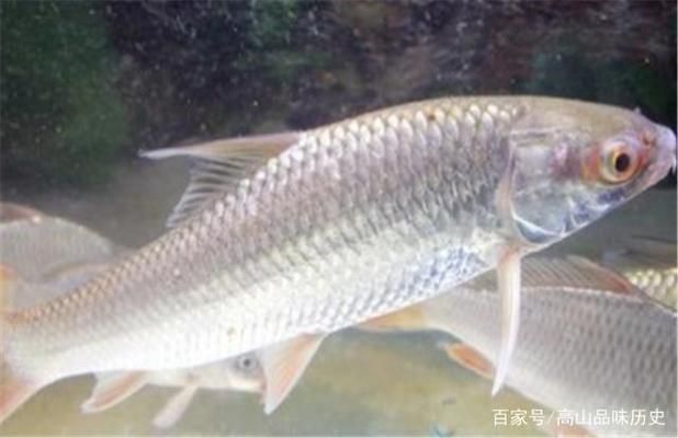 最大的雷龍魚是哪一種品種的魚：探秘雷龍魚，探尋最大雷龍魚品種之謎