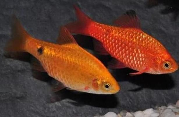 元寶鳳凰魚繁殖環境布置指南：元寶鳳凰魚繁殖容器布置技巧，元寶鳳凰魚繁殖期飼料選擇 元寶鳳凰魚繁殖環境布置指南：元寶鳳凰魚繁殖容器布置技巧，元寶鳳凰魚繁殖期飼料選擇 元寶鳳凰魚百科 第4張