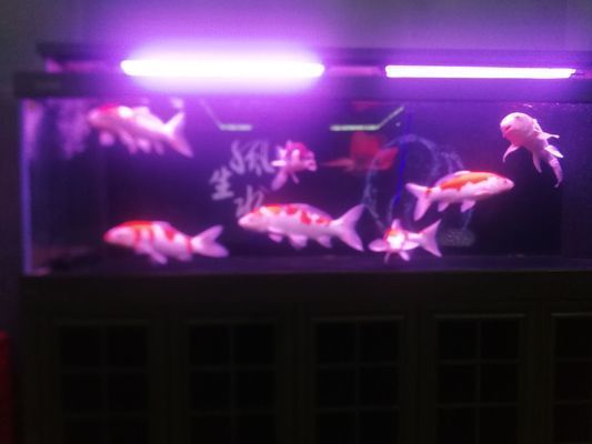 武威龍魚vs武威水族批發市場vs武威水族館vs武威魚缸批發市場vs祥龍魚場:關于武威水族批發市場