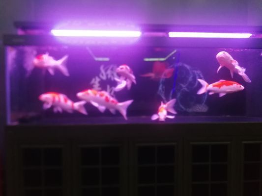 武威龍魚vs武威水族批發市場vs武威水族館vs武威魚缸批發市場vs祥龍魚場:關于武威水族批發市場