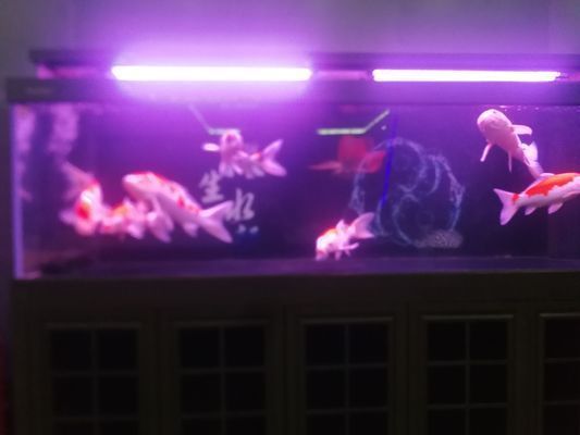 武威龍魚vs武威水族批發市場vs武威水族館vs武威魚缸批發市場vs祥龍魚場:關于武威水族批發市場