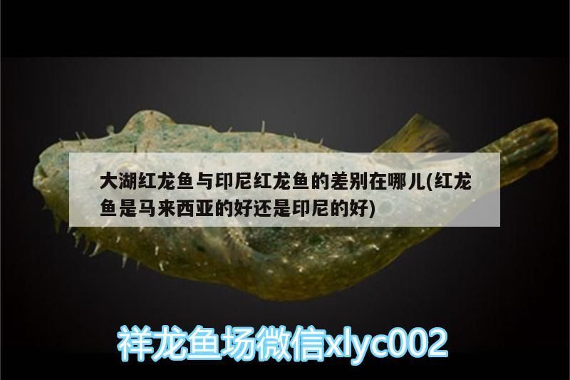 大湖紅龍魚與印尼紅龍魚的差別在哪兒(紅龍魚是馬來西亞的好還是印尼的好) 大湖紅龍魚與印尼紅龍魚的差別在哪兒(紅龍魚是馬來西亞的好還是印尼的好) 大湖紅龍魚百科 第2張