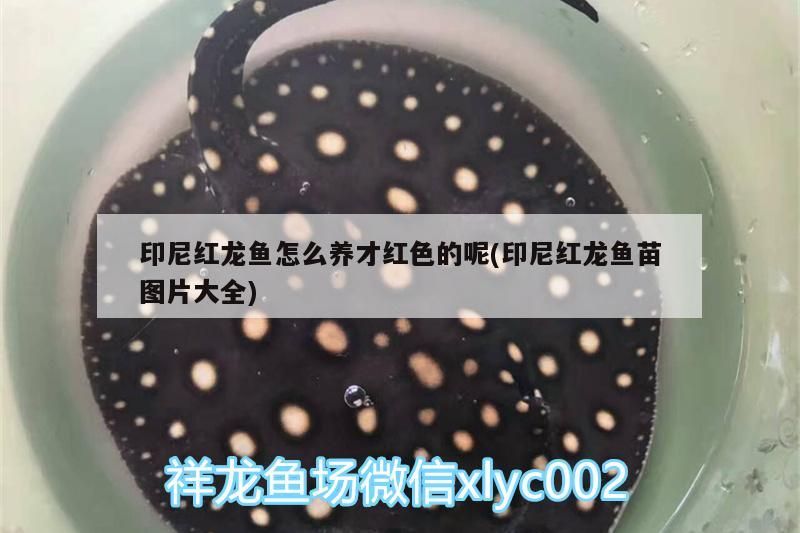 印尼紅龍魚怎么養(yǎng)才紅色的呢(印尼紅龍魚苗圖片大全)