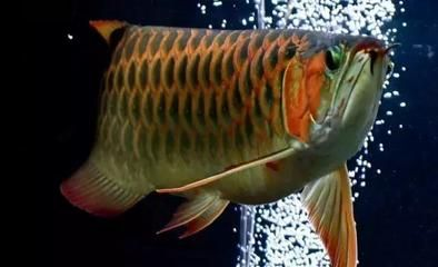 龍魚進(jìn)貨渠道有哪些種類的，如何辨別龍魚品質(zhì)，龍魚運(yùn)輸注意事項(xiàng)，