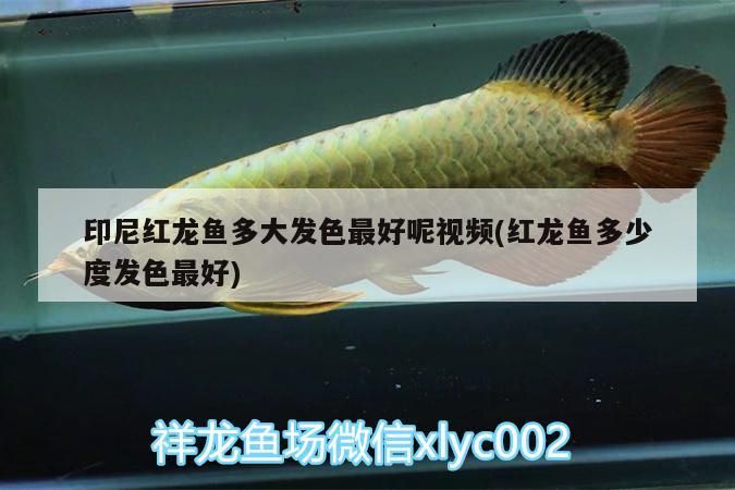 印尼紅龍魚(yú)多大發(fā)色最好呢視頻(紅龍魚(yú)多少度發(fā)色最好)