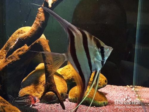 龍魚不游了趴缸了怎么回事？原因分析與解決方法，龍魚趴缸不游的原因及解決辦法