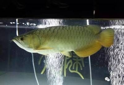 魟魚進缸多久喂食好：魟魚進缸后的喂食時間是一個需要注意的問題
