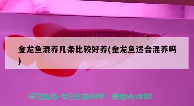 金龍魚混養幾條比較好養(金龍魚適合混養嗎)
