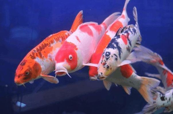 金龍魚運(yùn)輸應(yīng)急處理方法：金龍魚運(yùn)輸中的應(yīng)急處理方法 金龍魚運(yùn)輸應(yīng)急處理方法：金龍魚運(yùn)輸中的應(yīng)急處理方法 金龍魚百科 第3張